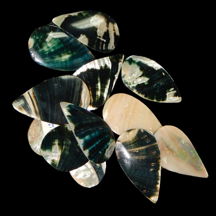 Assorted Abalone Tear Drops