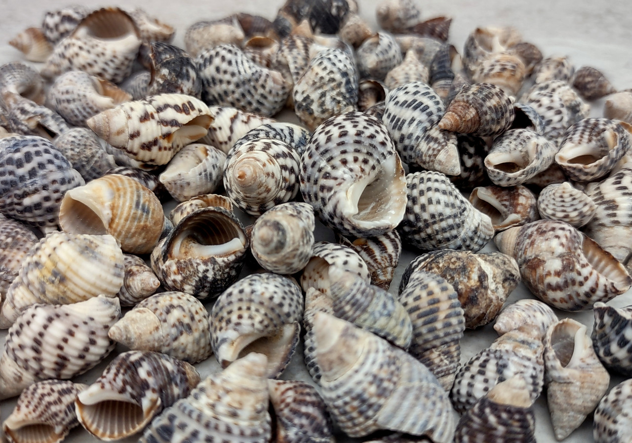 Black Littorina Shells