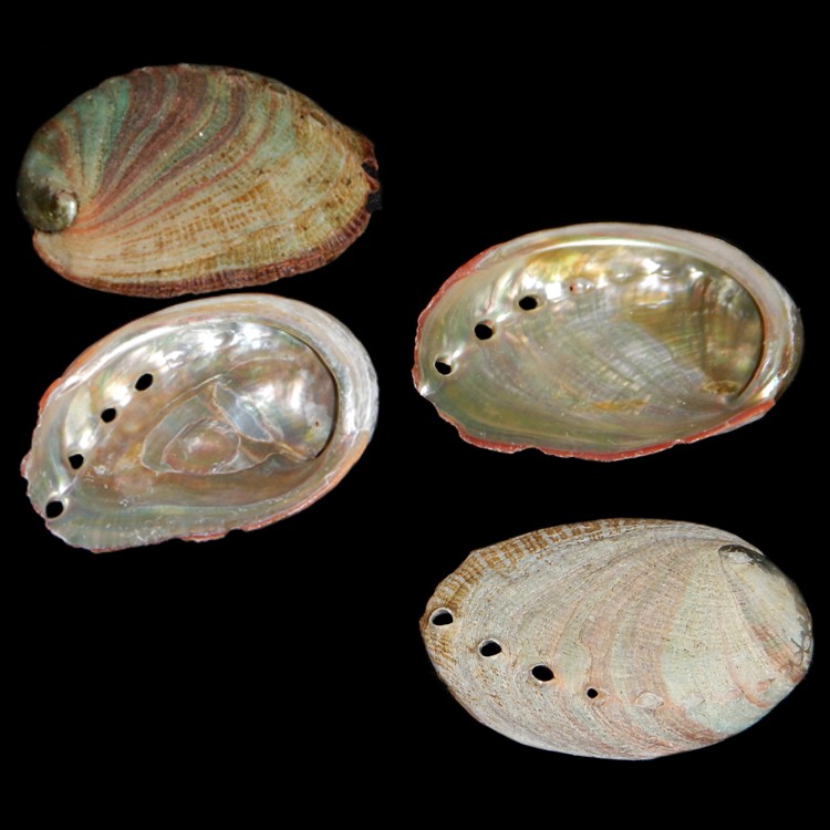 What Is Abalone?
