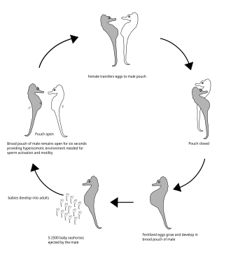 Seahorse Life cycle