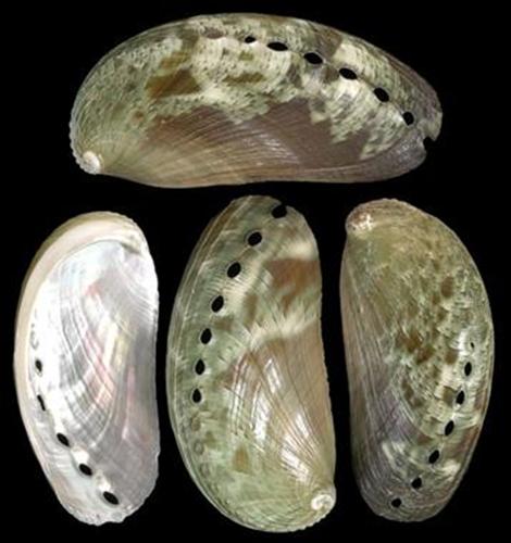 Korean Abalone Seashell - Northern Abalone - Pinto Abalone - Haliotis  Kamchatskana - (1 shell approx. 2.5-3 inches)