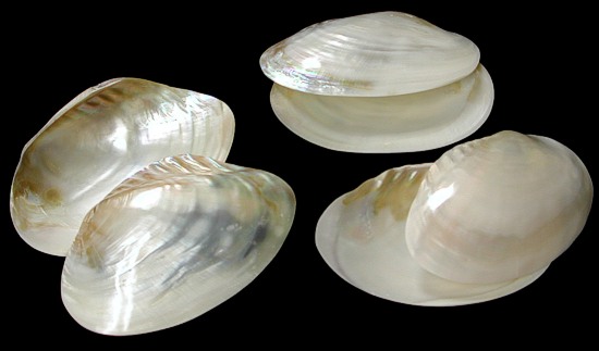 https://www.shells-of-aquarius.com/images/cebu_clam_pairs.jpg
