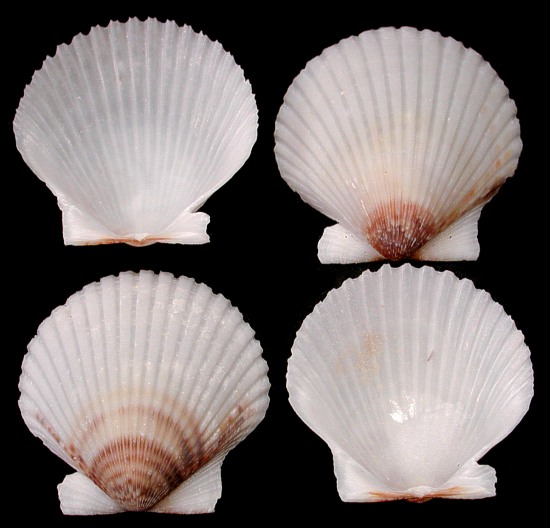 Different Scallop Shells Of SouthWest Florida