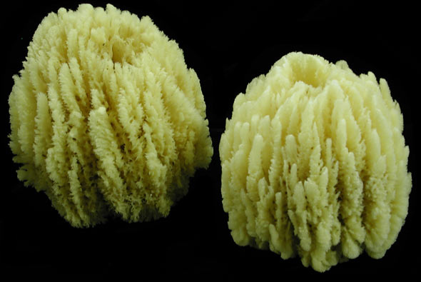 Types of Sea Sponges - Acme Sponge Company