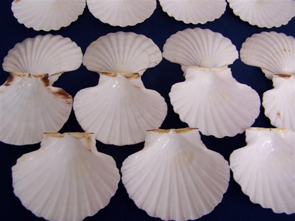 how to get for free sea scallops shells