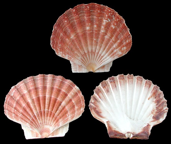 https://www.shells-of-aquarius.com/images/irish-flat-scallops.jpg