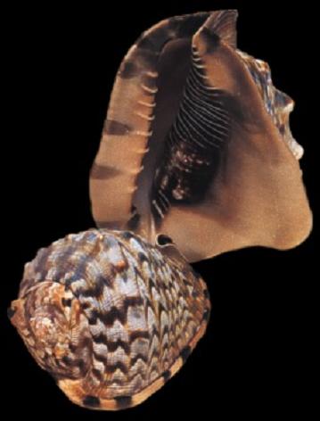 Univalve Shell ID Guide: Conchs, Whelks, Cones, Helmets & More