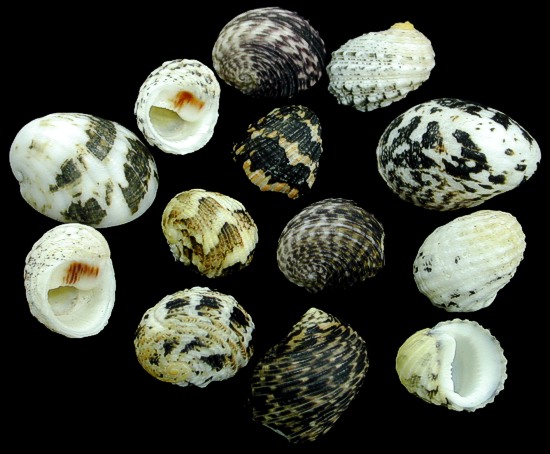 Nerite shells