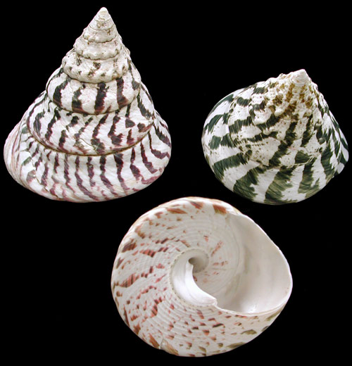 Natural Niloticus Shells