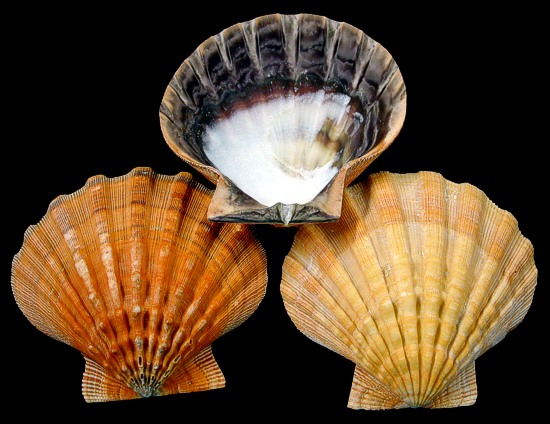 French Mediterranean Scallop Shells - Set of 6