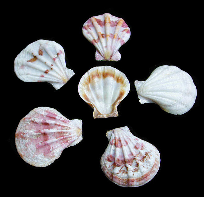 Pallium Pectin Pairs - Seashell - Natural Seashell - Paired Seashells –  Florida Shells And More