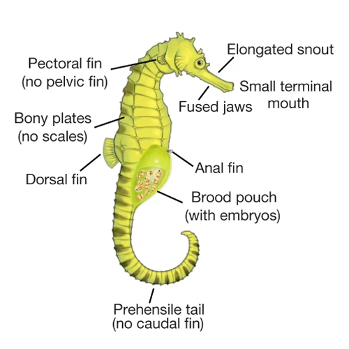 Pregnant seahorse