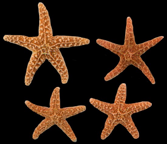 Star fish for casual and serious collectors
