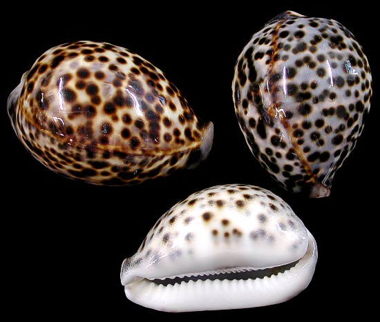 File:Cowrie shells.jpg - Wikipedia