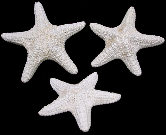 2 to 4 inches Sun Dried Sugar Starfish for Sale, Dried Common Starfish
