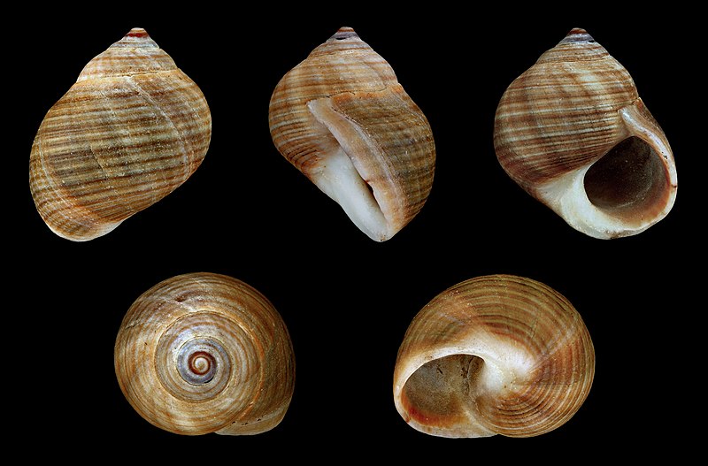 Brown Littorina Shell