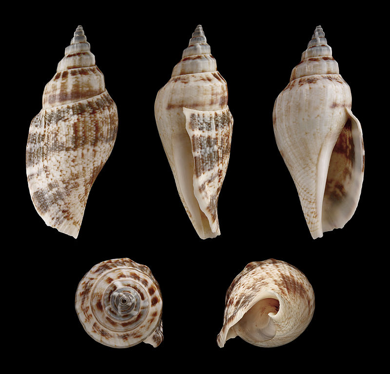 Canarium Urceus shell