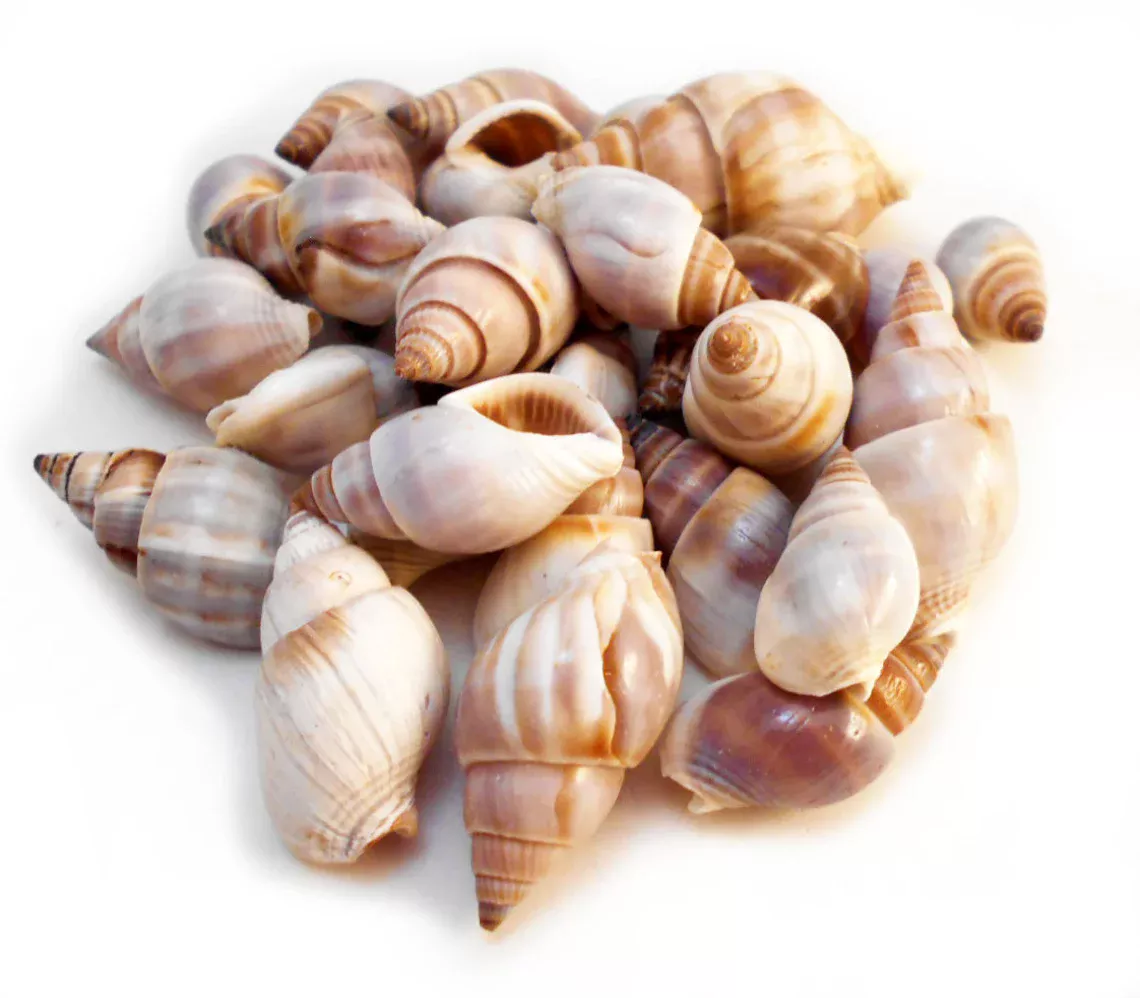 Brown Marginellas shells