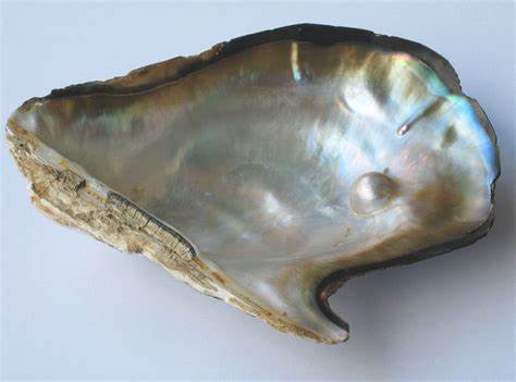 Natural Pearl Oyster