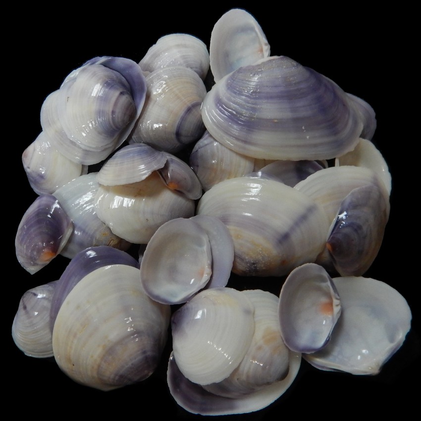 Purple Hahiti Clam