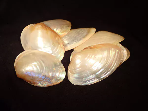 River Clams polished