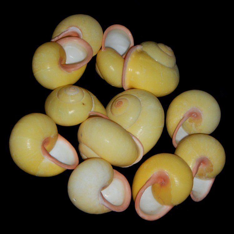 Yellow Bubble Snails