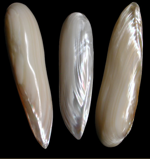 Bullet Mussel Polished