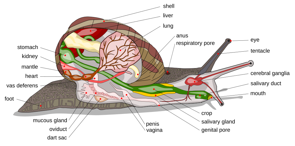 Common Snail Anatomy