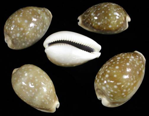 Cowry shell different sizes, patterns and color from around the world