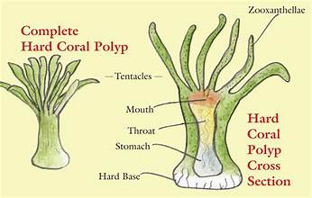 Hard Coral Polyp cross section