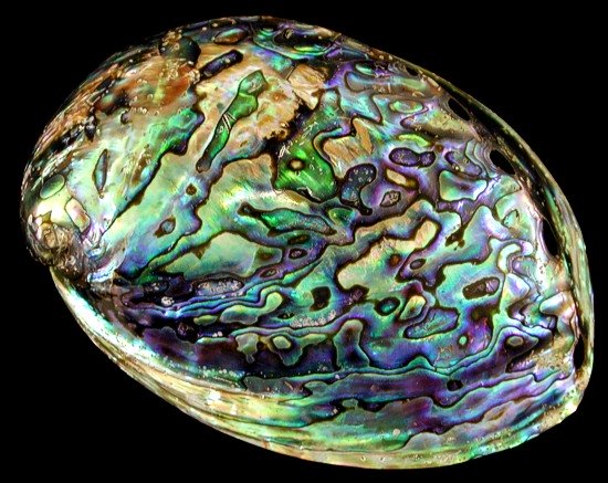 Abalone in Shell