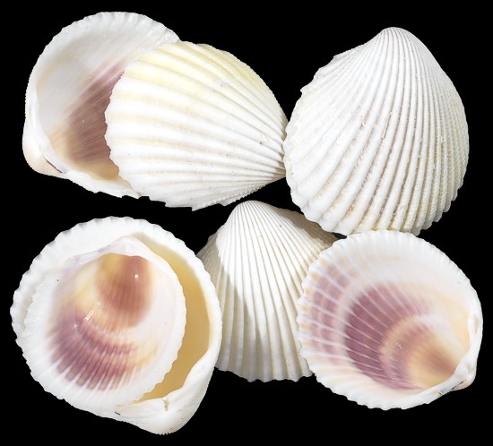 English scallop shell – Wickle